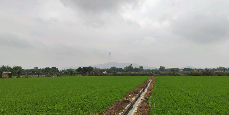 齐塘村农田景观.png