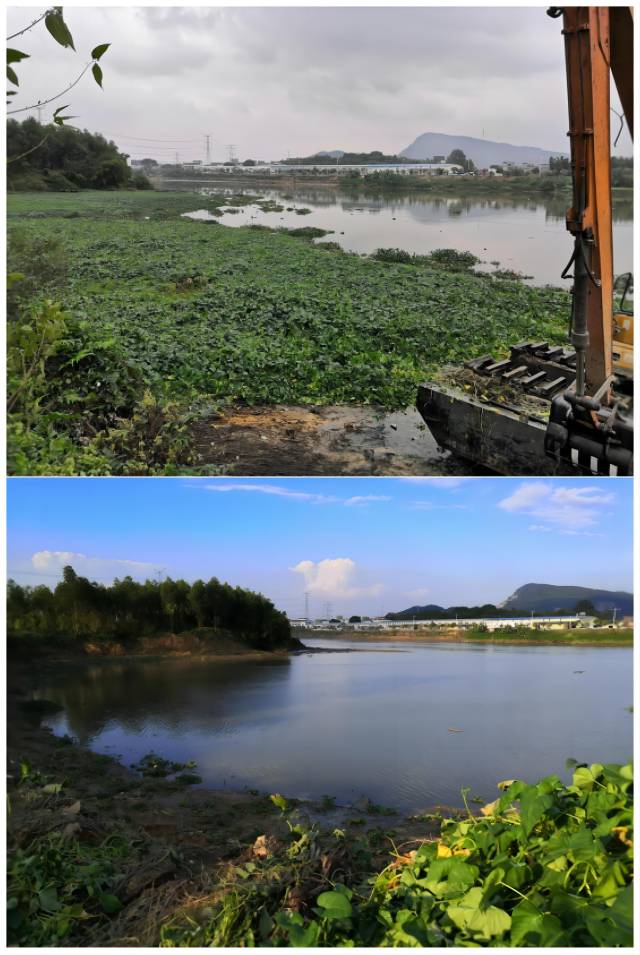 镇海水沙塘镇台洞村蚬岗岭河段清漂前后对比